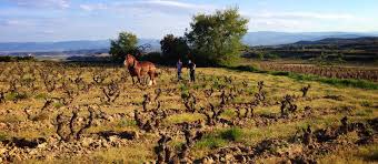 31st January Tasting - Bodega Bhilar & Struggling Vines - Rioja, Spain